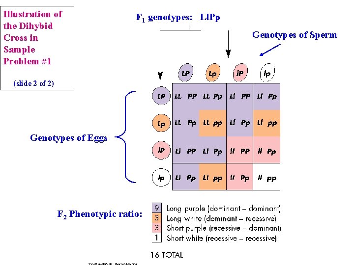 Illustration of the Dihybid Cross in Sample Problem #1 F 1 genotypes: Ll. Pp