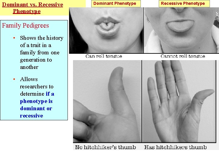 Dominant vs. Recessive Phenotype Family Pedigrees • Shows the history of a trait in