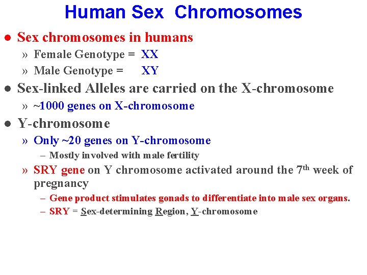 Human Sex Chromosomes l Sex chromosomes in humans » Female Genotype = XX »