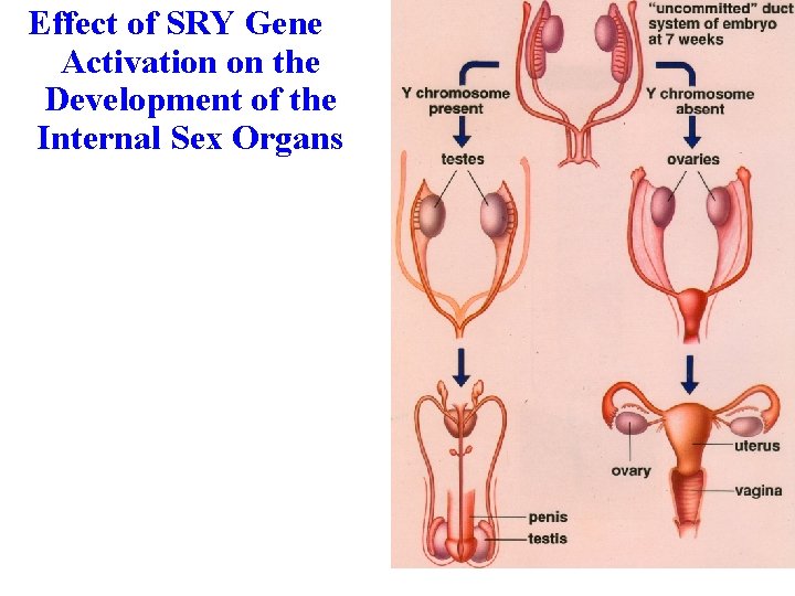 Effect of SRY Gene Activation on the Development of the Internal Sex Organs 