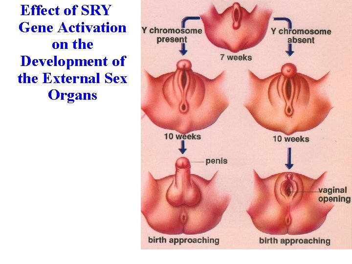 Effect of SRY Gene Activation on the Development of the External Sex Organs 