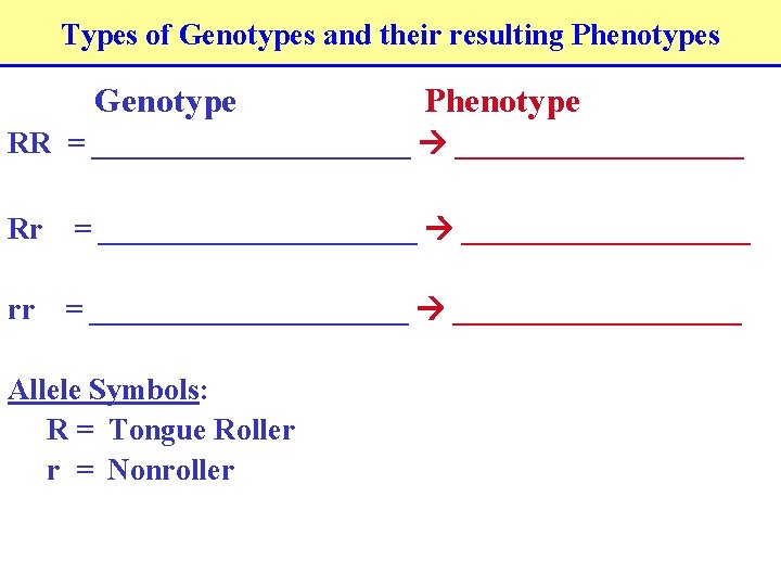 Types of Genotypes and their resulting Phenotypes Genotype Phenotype RR = ___________ Rr =