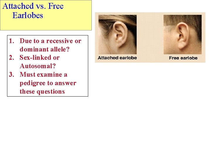 Attached vs. Free Earlobes 1. Due to a recessive or dominant allele? 2. Sex-linked