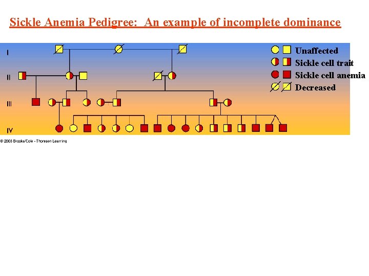 Sickle Anemia Pedigree: An example of incomplete dominance Unaffected Sickle cell trait Sickle cell