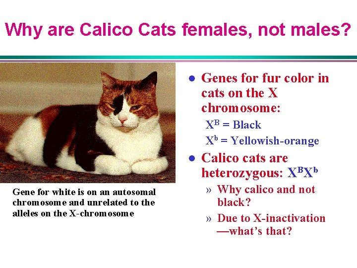 Why are Calico Cats females, not males? l Genes for fur color in cats