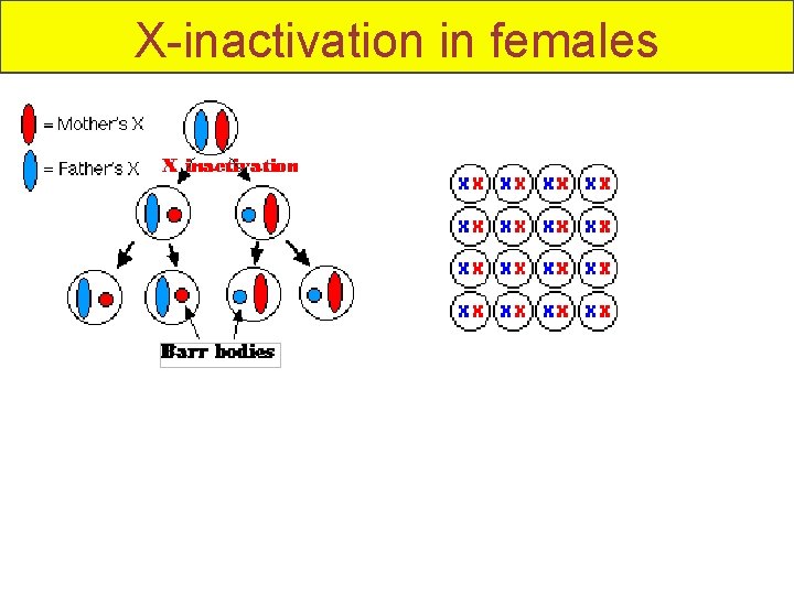 X-inactivation in females 