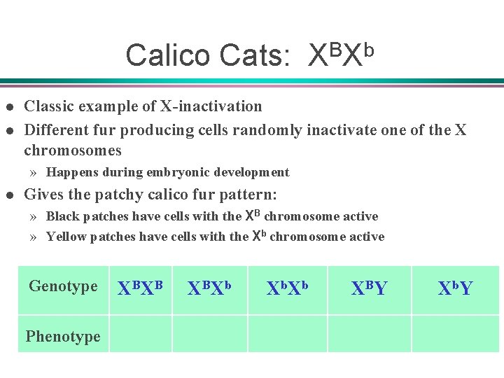 Calico Cats: XBXb l l Classic example of X-inactivation Different fur producing cells randomly