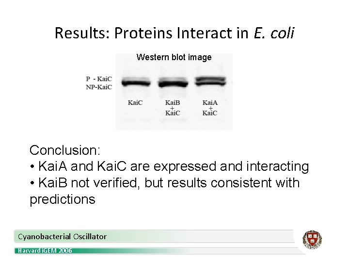 Results: Proteins Interact in E. coli Western blot image Conclusion: • Kai. A and