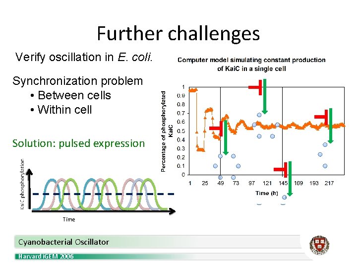 Further challenges Verify oscillation in E. coli. Synchronization problem • Between cells • Within