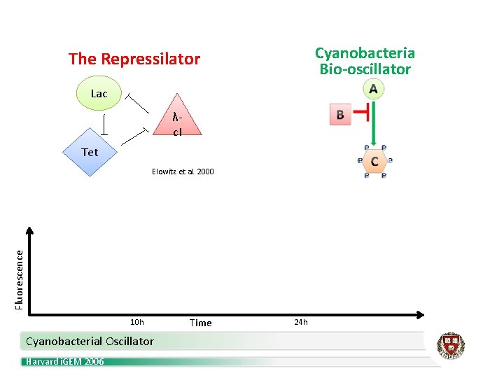 Cyanobacteria Bio-oscillator The Repressilator Lac λc. I Tet Fluorescence Elowitz et al. 2000 `