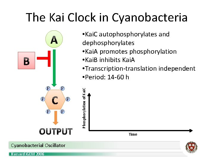 The Kai Clock in Cyanobacteria P P P Phosphorylation of Kai. C • Kai.