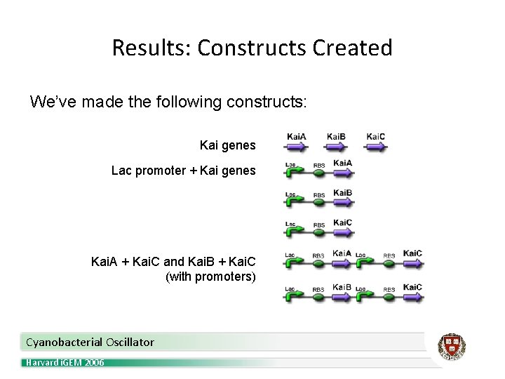 Results: Constructs Created We’ve made the following constructs: Kai genes Lac promoter + Kai