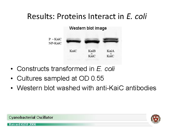 Results: Proteins Interact in E. coli Western blot image • Constructs transformed in E.