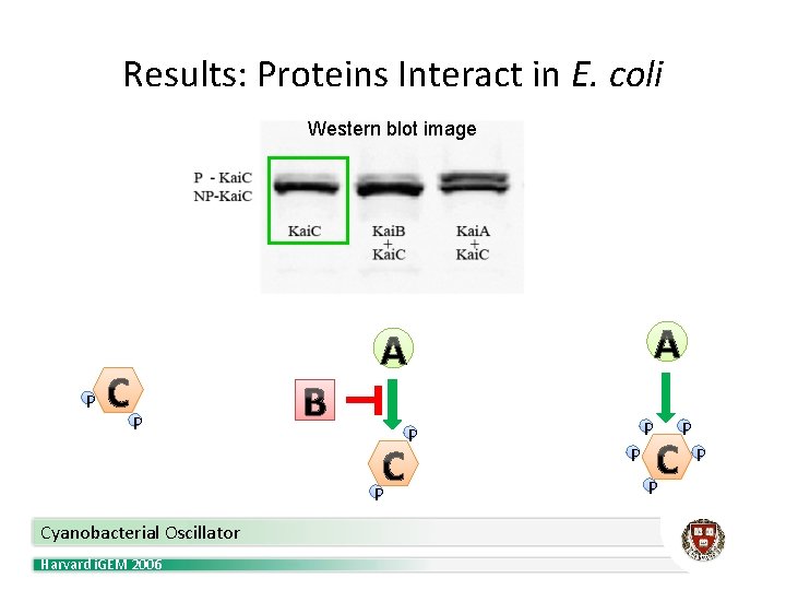 Results: Proteins Interact in E. coli Western blot image P P Cyanobacterial Oscillator Harvard