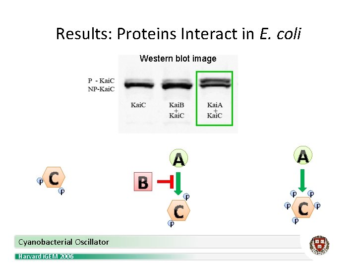 Results: Proteins Interact in E. coli Western blot image P P Cyanobacterial Oscillator Harvard