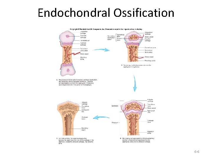 Endochondral Ossification 6 -6 