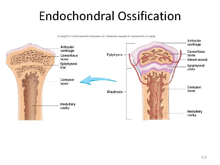 Endochondral Ossification 6 -8 