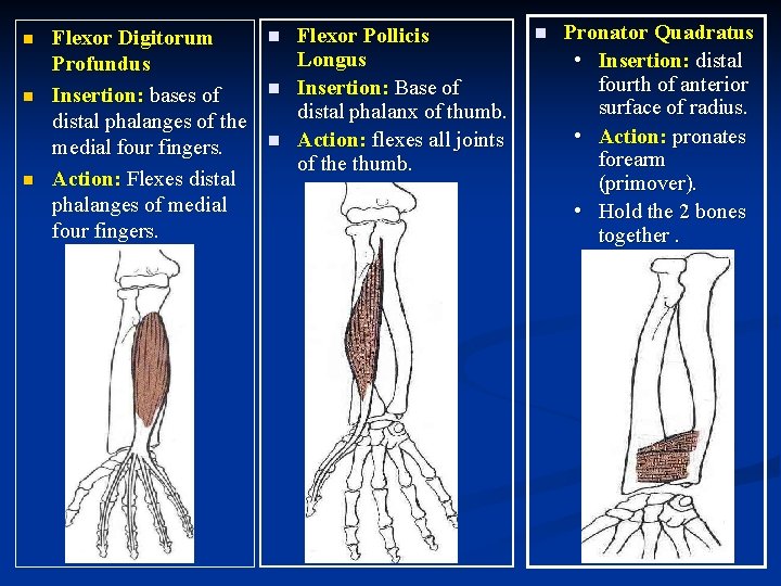 n n n Flexor Digitorum Profundus Insertion: bases of distal phalanges of the medial