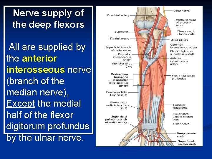 Nerve supply of the deep flexors All are supplied by the anterior interosseous nerve