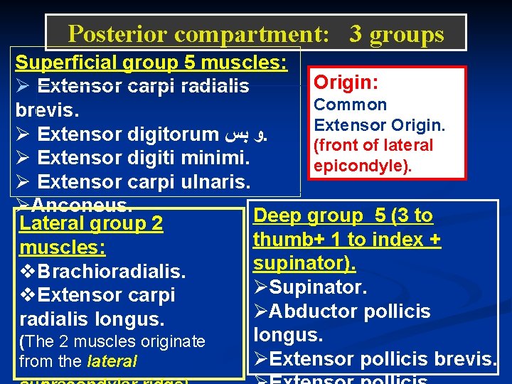 Posterior compartment: 3 groups Superficial group 5 muscles: Origin: Ø Extensor carpi radialis Common