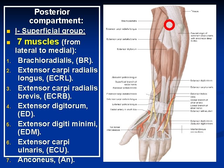 Posterior compartment: n n 1. 2. 3. 4. 5. 6. 7. I- Superficial group: