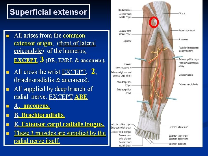 Superficial extensor n All arises from the common extensor origin, (front of lateral epicondyle)