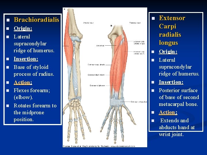 n Brachioradialis n Origin: Lateral supracondylar ridge of humerus. Insertion: Base of styloid process