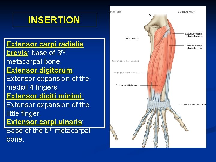 INSERTION Extensor carpi radialis brevis: base of 3 rd metacarpal bone. Extensor digitorum: Extensor