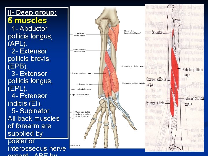 II- Deep group: 5 muscles 1 - Abductor pollicis longus, (APL). 2 - Extensor