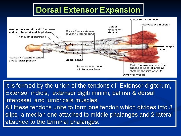 Dorsal Extensor Expansion It is formed by the union of the tendons of: Extensor