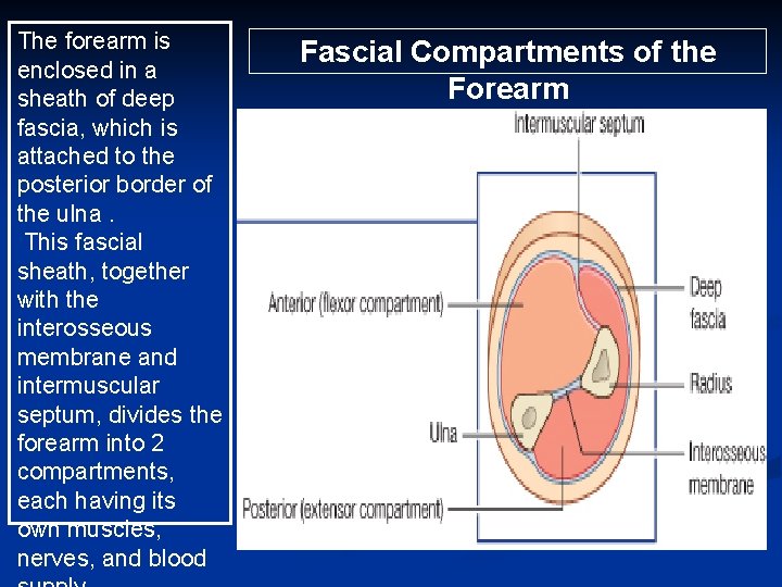 The forearm is enclosed in a sheath of deep fascia, which is attached to