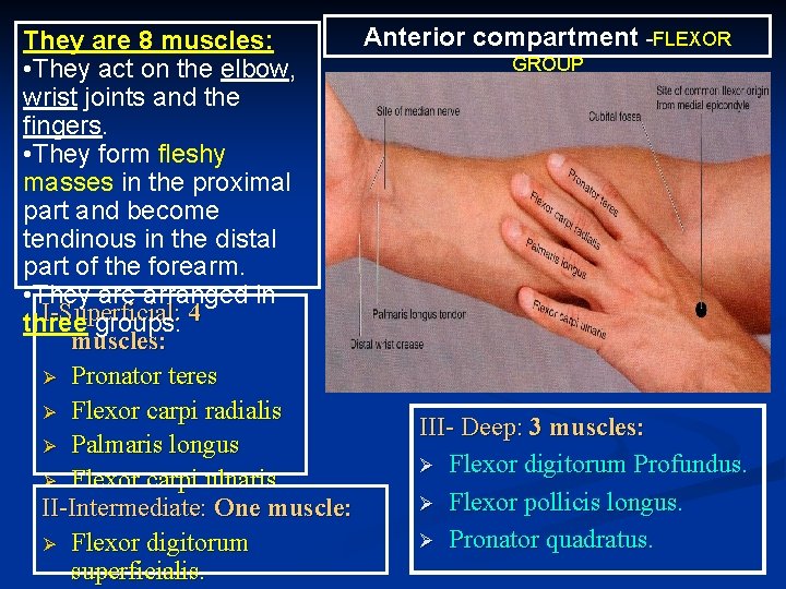 Anterior compartment -FLEXOR They are 8 muscles: GROUP • They act on the elbow,