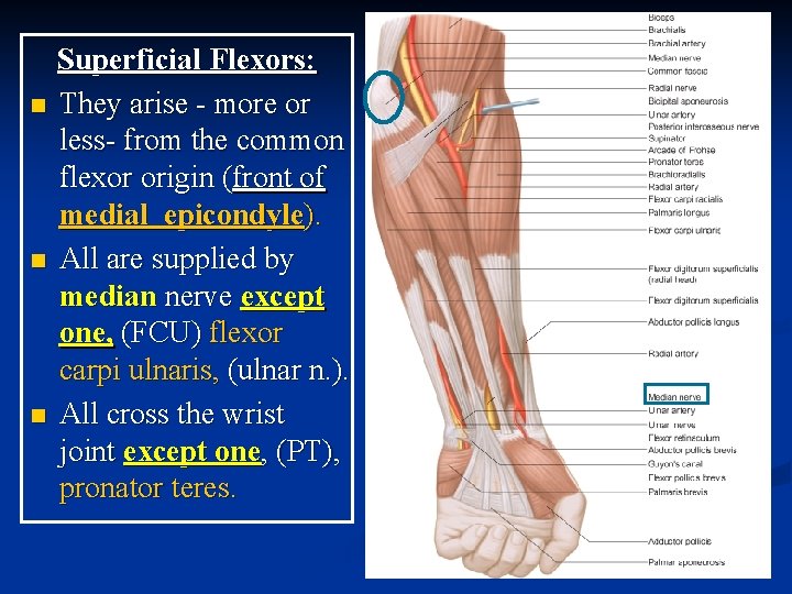 n n n Superficial Flexors: They arise - more or less- from the common