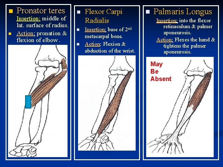 n n Pronator teres Insertion: middle of lat. surface of radius. Action: pronation &