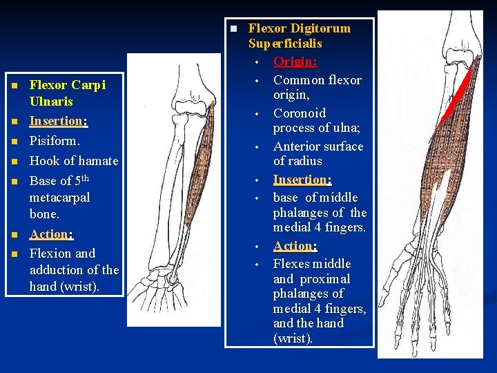 n n n n Flexor Carpi Ulnaris Insertion: Pisiform. Hook of hamate Base of