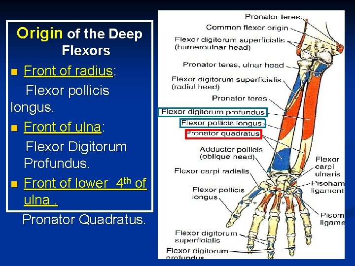 Origin of the Deep Flexors n Front of radius: Flexor pollicis longus. n Front