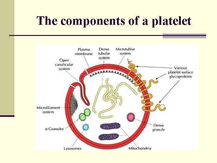 The components of a platelet 