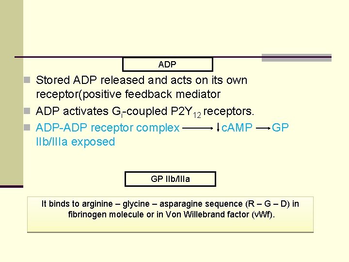 ADP n Stored ADP released and acts on its own receptor(positive feedback mediator n