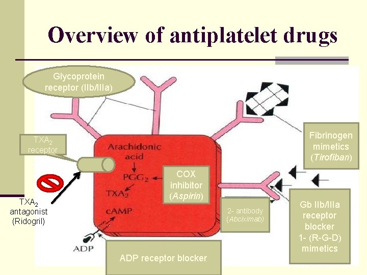 Overview of antiplatelet drugs Glycoprotein receptor (IIb/IIIa) Fibrinogen mimetics (Tirofiban) TXA 2 receptor TXA