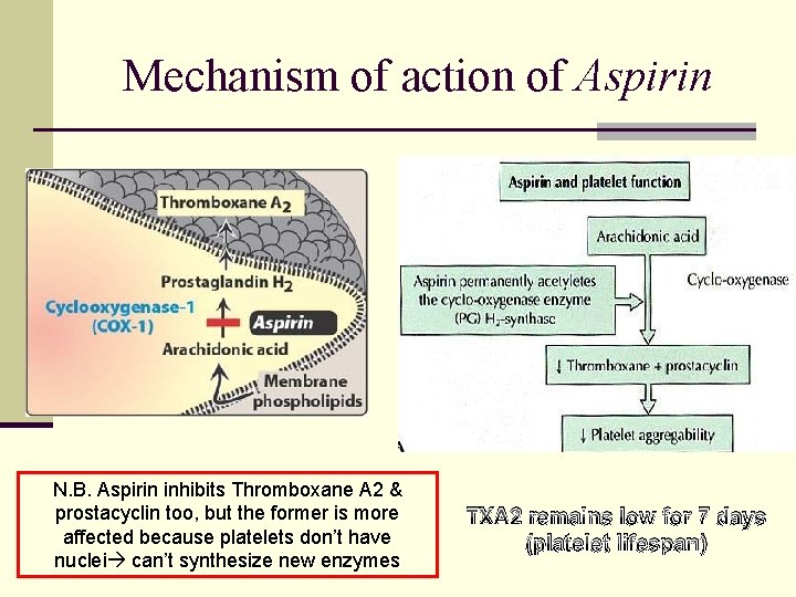 Mechanism of action of Aspirin N. B. Aspirin inhibits Thromboxane A 2 & prostacyclin