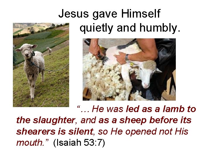 Jesus gave Himself quietly and humbly. “… He was led as a lamb to