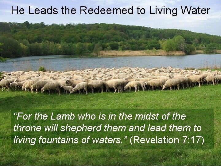 He Leads the Redeemed to Living Water “For the Lamb who is in the