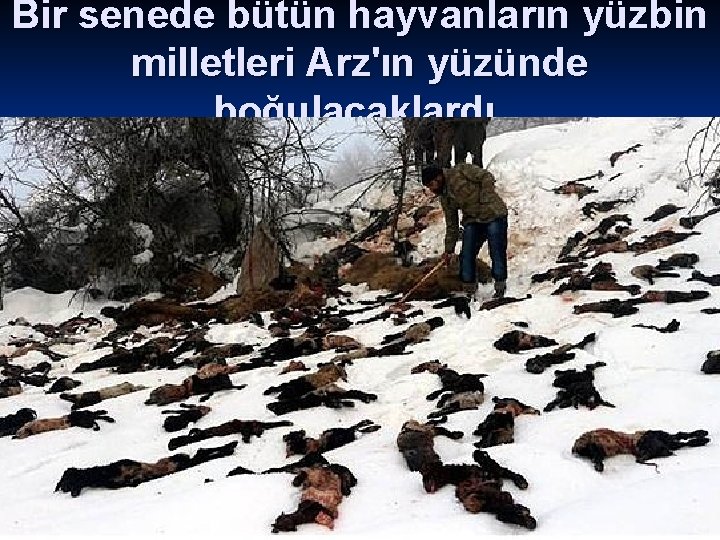 Bir senede bütün hayvanların yüzbin milletleri Arz'ın yüzünde boğulacaklardı. 