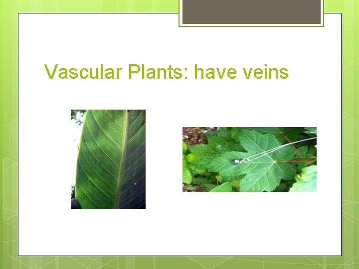 Vascular Plants: have veins 