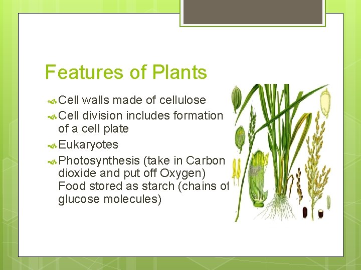Features of Plants Cell walls made of cellulose Cell division includes formation of a