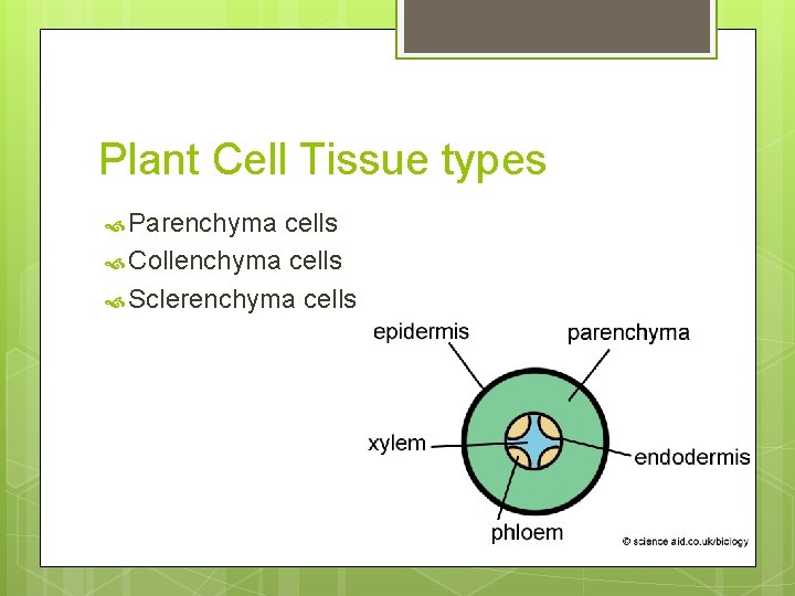 Plant Cell Tissue types Parenchyma cells Collenchyma cells Sclerenchyma cells 