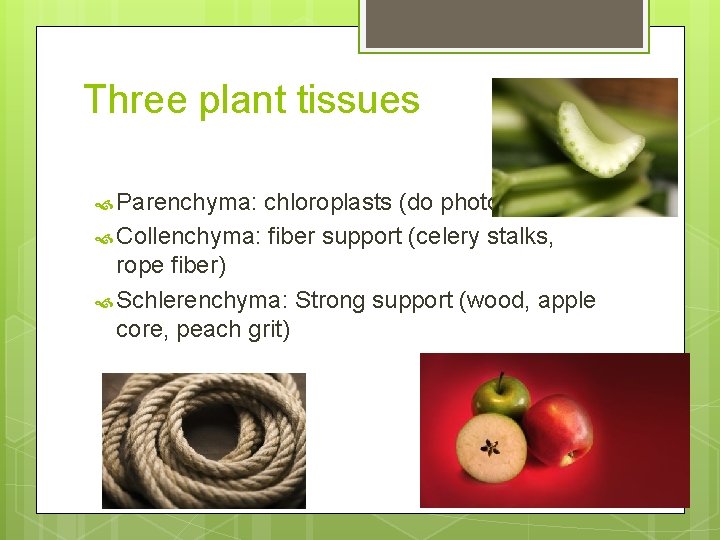 Three plant tissues Parenchyma: chloroplasts (do photosynthesis) Collenchyma: fiber support (celery stalks, rope fiber)
