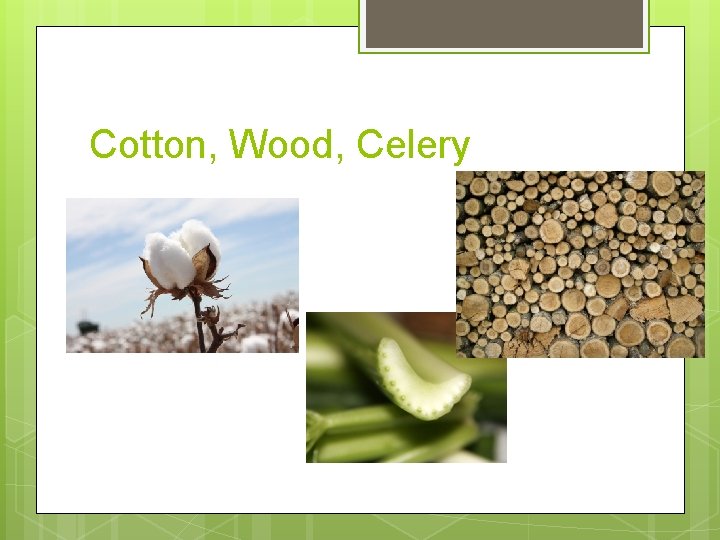 Cotton, Wood, Celery 