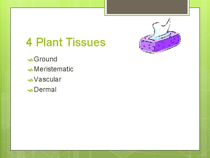 4 Plant Tissues Ground Meristematic Vascular Dermal 