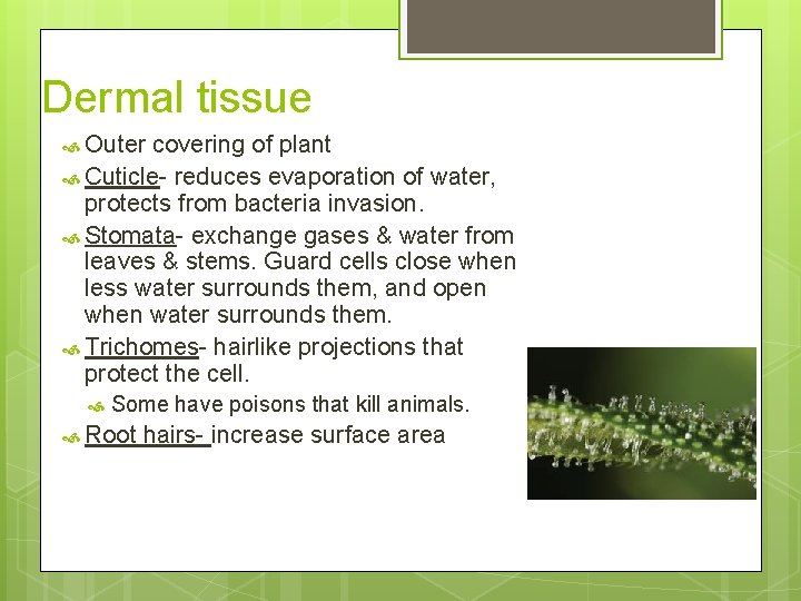 Dermal tissue Outer covering of plant Cuticle- reduces evaporation of water, protects from bacteria